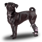 dog-(1) (1)